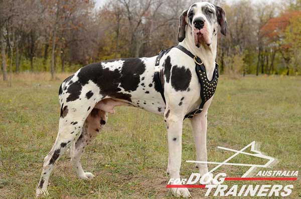 Great Dane Leather Harness Hand-Decorated