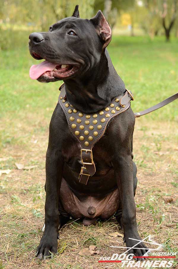 Pitbull Leather Harness with Y-Shaped Breast Plate