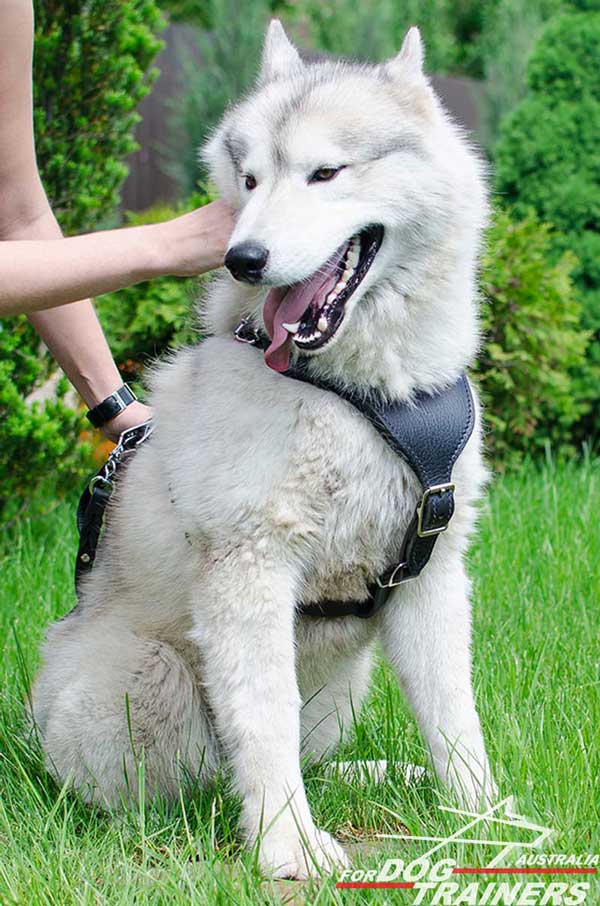 Siberian Husky leather harness simply designed