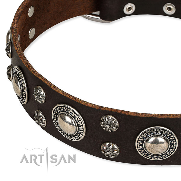 Everyday walking studded dog collar of quality natural leather