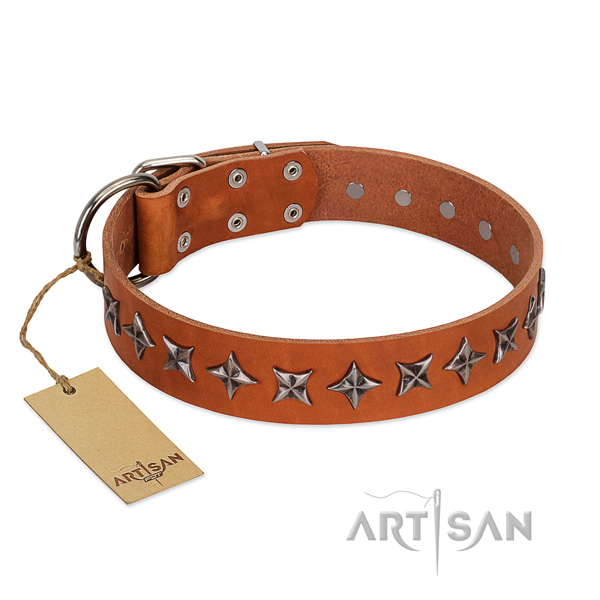 Fancy walking dog collar of finest quality full grain leather with decorations