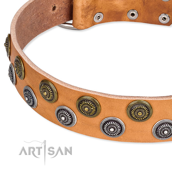 Daily use studded dog collar of durable full grain leather