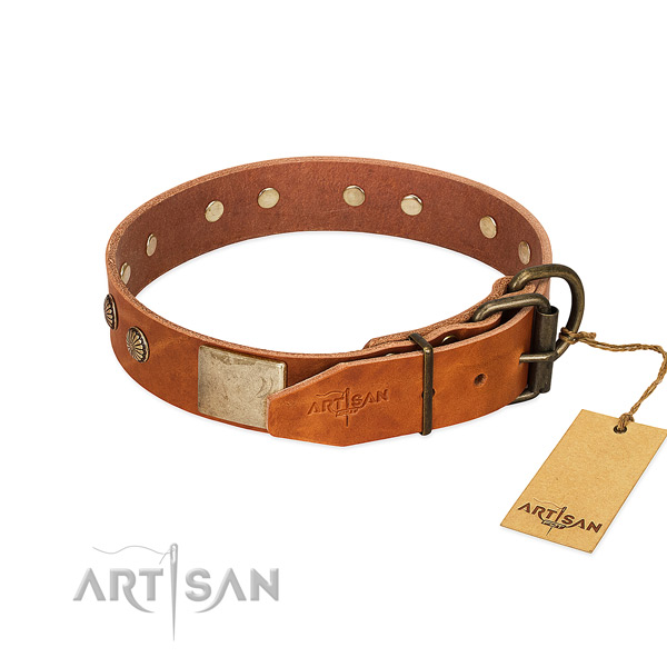Reliable studs on everyday walking dog collar