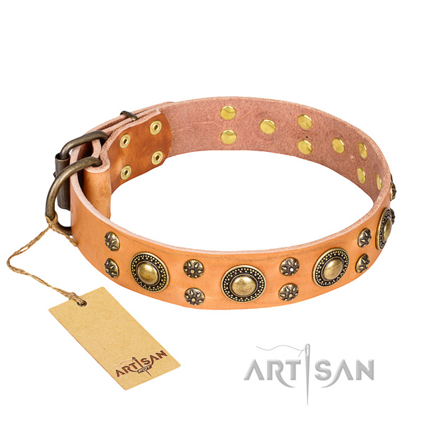 Stylish walking dog collar of quality full grain natural leather with adornments